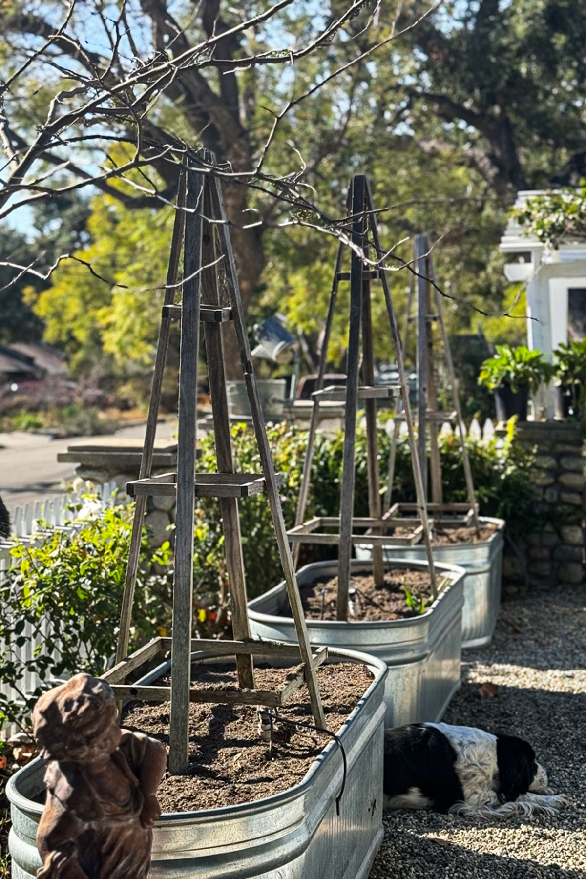 Metal planters with wooden trellises are positioned along a gravel path in a garden. A small dog rests beside the planters. Lush trees and a white picket fence are in the background.