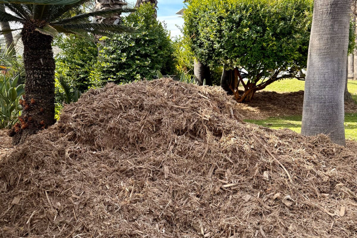 Preparing your garden for spring-A large pile of mulch is spread across a grassy area, surrounded by palm trees and leafy bushes, preparing your garden for spring. Bright sunlight highlights the textures of the mulch under a clear blue sky.