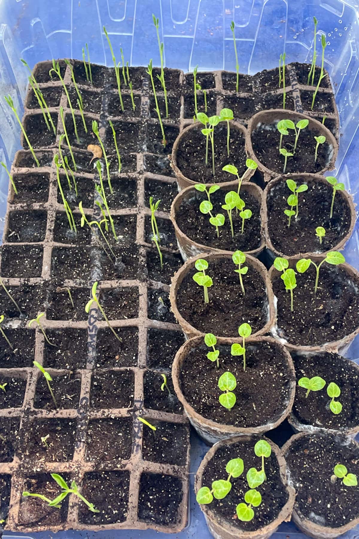 Preparing your garden for spring-Seedlings sprouting in small containers filled with soil. There are square cells on the left and round pots on the right. The seedlings vary in height, with delicate green stems and leaves emerging from the dark soil.