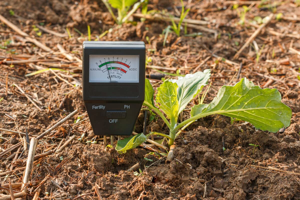 Preparing your garden for spring-A soil pH and fertility meter inserted into the ground near a young leafy plant. The meter displays a scale with marked sections ranging from alkaline to acidic. The plant is surrounded by dry soil and small pieces of straw.