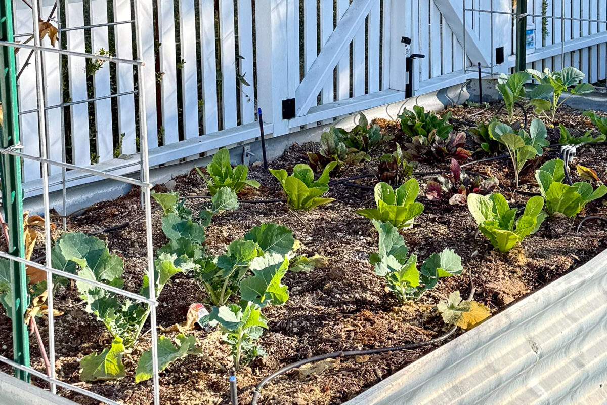 Preparing your garden for spring-A small vegetable garden flourishes in the spring sunshine, with young leafy greens and broccoli plants nestled in a corrugated metal bed. A white picket fence and gate provide a charming backdrop, while the garden's healthy soil and organized rows reflect smart gardening tips.