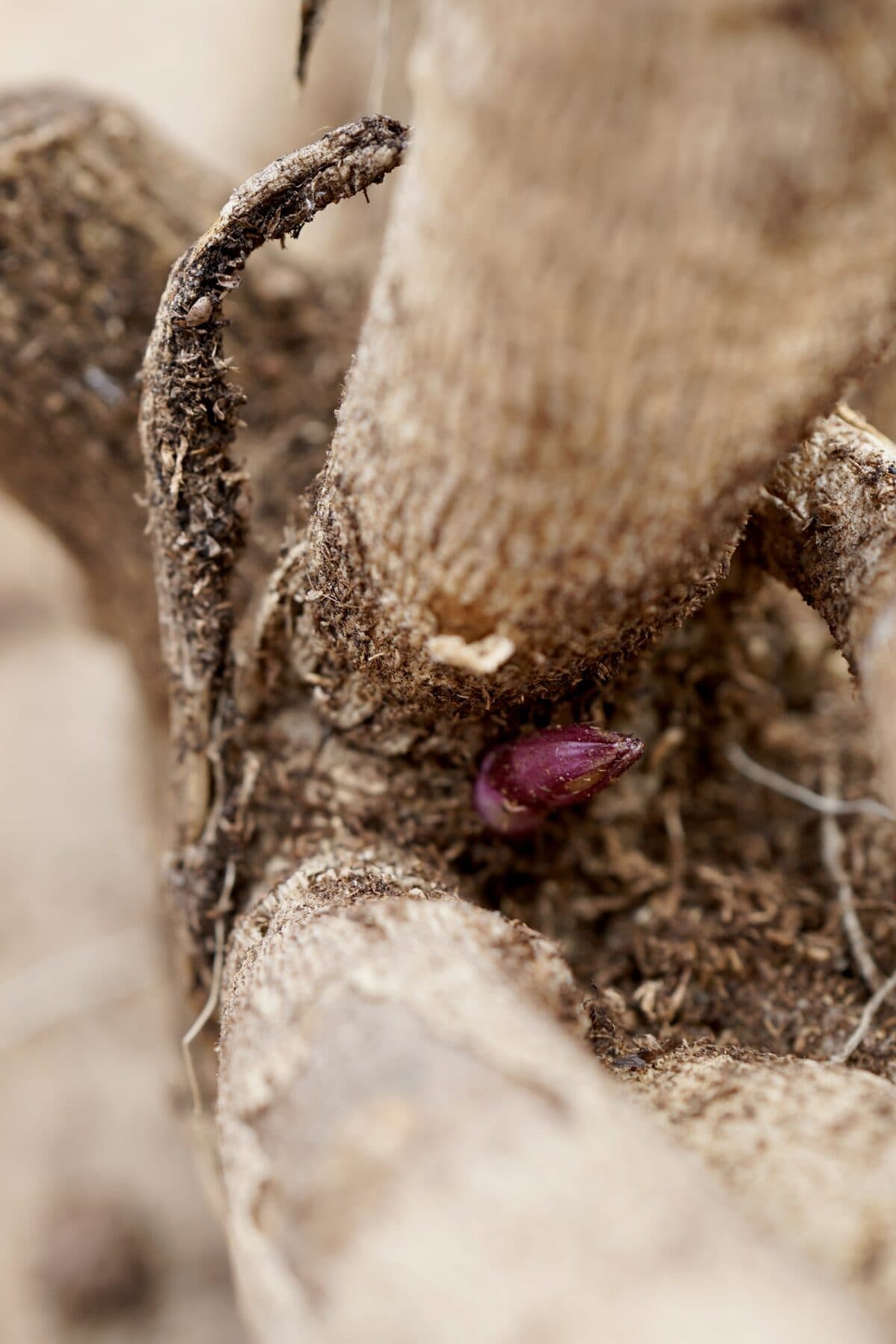 Preparing your garden for spring-Close-up of a brown, textured branch with a small purple bud emerging from the base, surrounded by rough bark and soil particles. As you prepare your garden for spring, the background is softly blurred, highlighting this budding growth's promise of vibrant life to come.