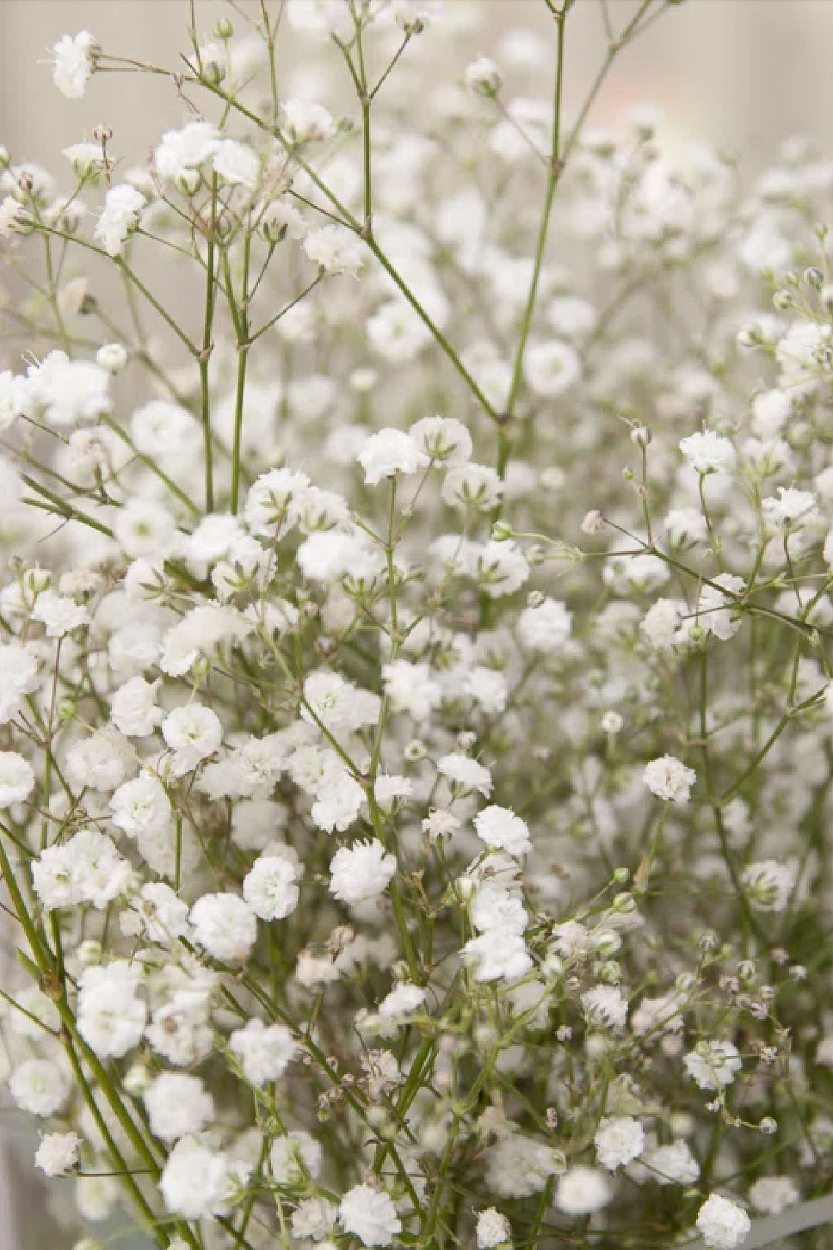 A cluster of delicate white baby's breath flowers with thin green stems fills the frame, their soft, airy texture beautifully complementing vibrant blue hydrangea centerpieces against a blurred grayish background.