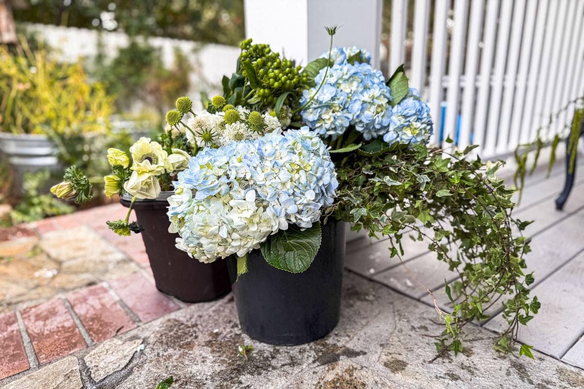 Two black pots on a patio contain hydrangeas, ivy, and various other white and green flowers. The pots are placed on a stone surface next to a white railing and a small garden in the background.