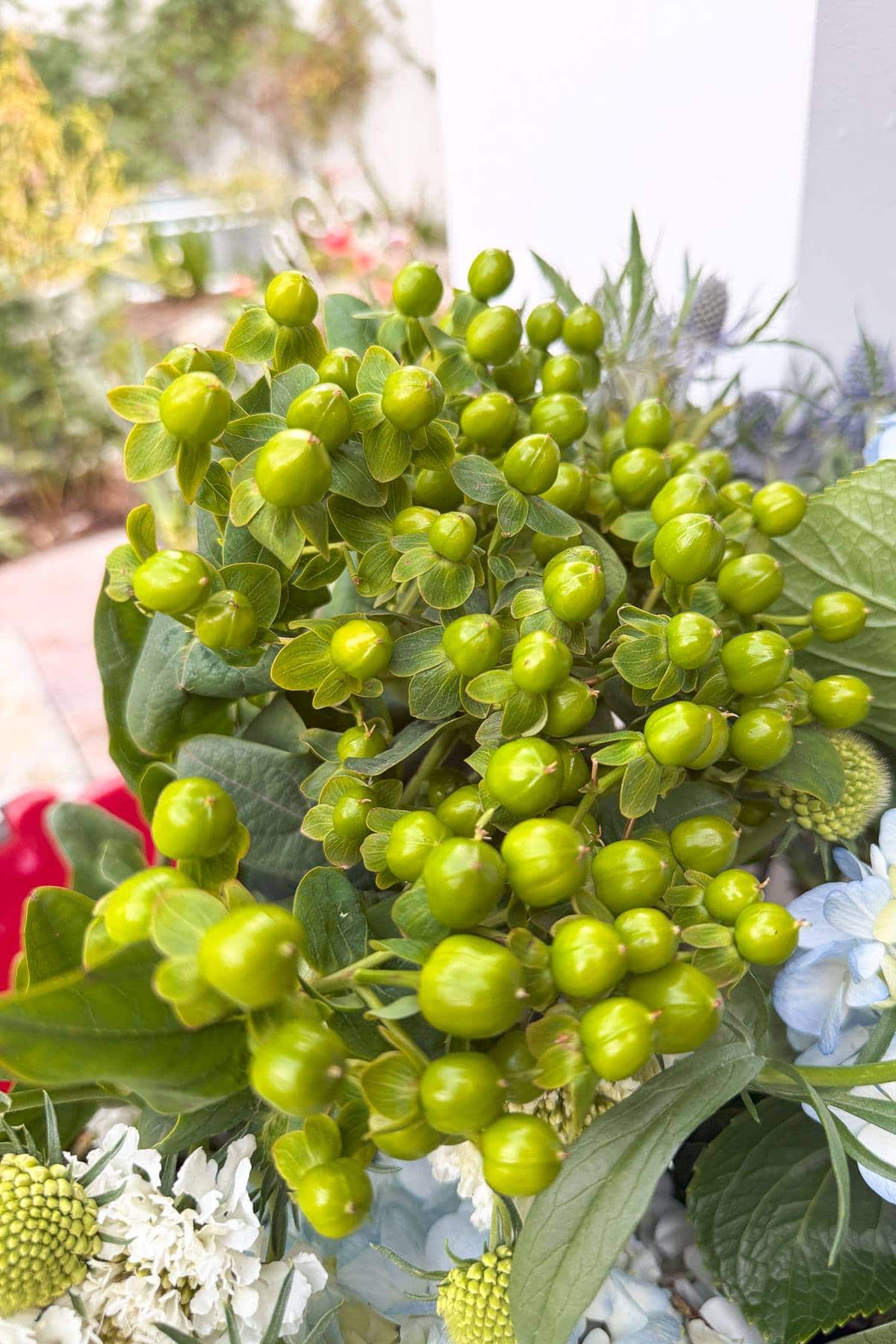 Close-up of a cluster of small, green, round berries with lush green leaves in a garden setting. Other flowers and foliage, including some white blossoms and textured leaves, are visible in the background.