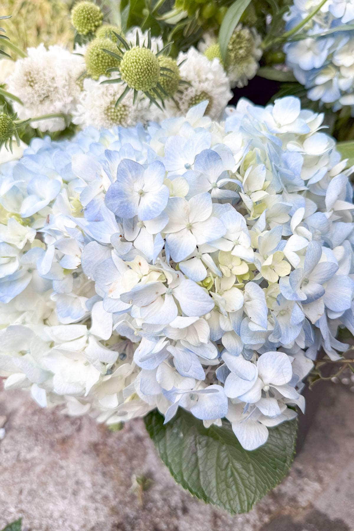 A close-up of a bouquet featuring light blue and white hydrangeas with a few green spiky buds and leaves. The soft petals create a delicate, lush display against a neutral background.