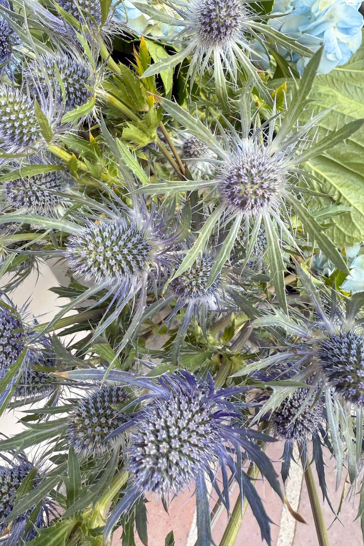 A cluster of thistle flowers with spiky, silver-blue petals and green stems. The thistles are surrounded by large green leaves, creating a contrast in texture and color. The background features soft blue flowers and a light-colored surface.