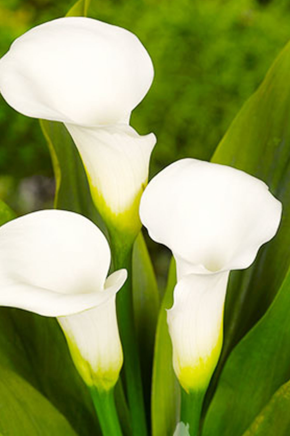 Three white calla lilies with green stems and leaves stand elegantly against a blurred green background. Their trumpet-shaped blooms open gracefully, reminiscent of blue hydrangea centerpieces in their timeless beauty.