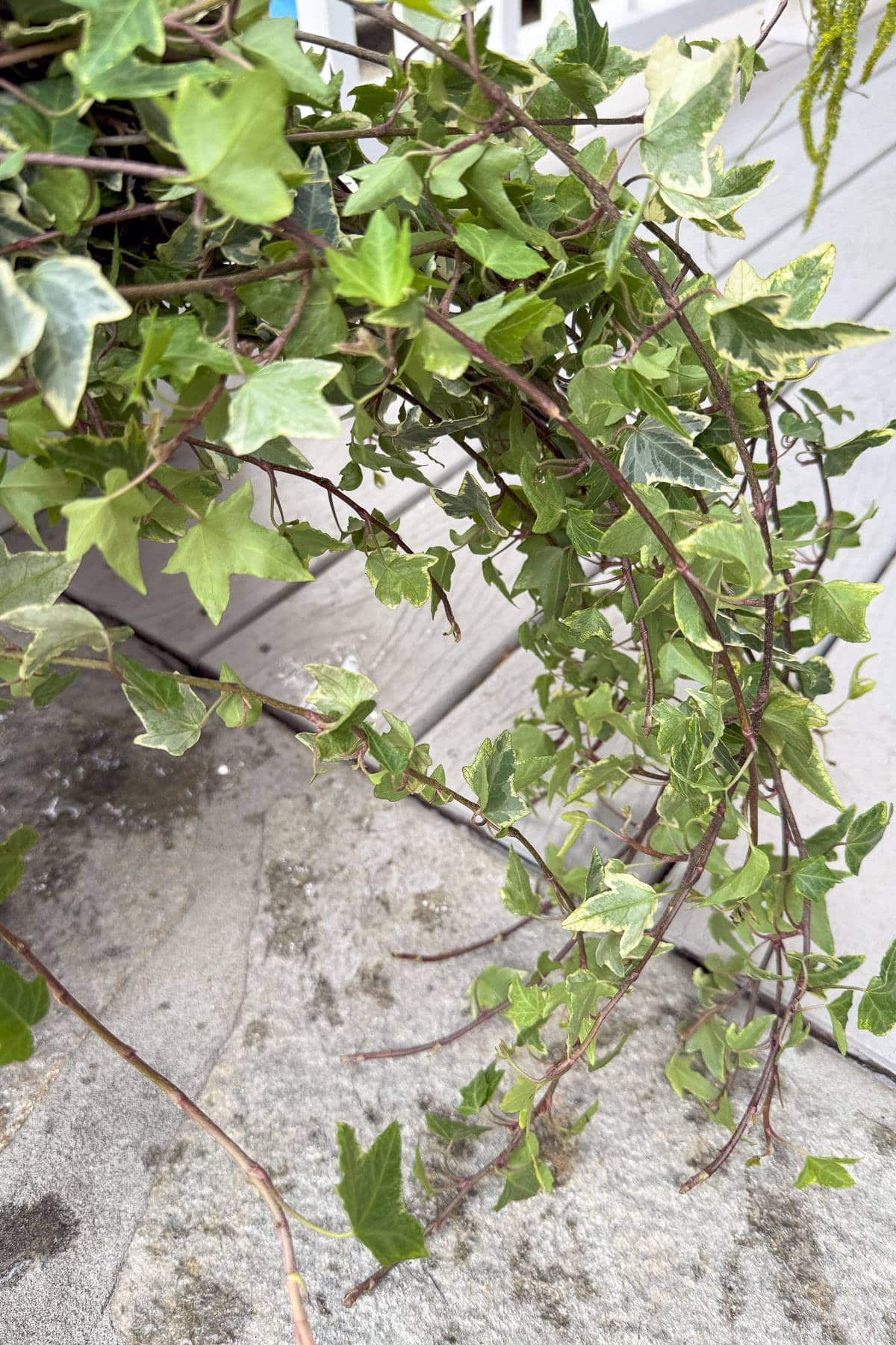 A cascading vine of green ivy with variegated leaves drapes over a gray wooden surface, against a textured concrete background. The ivy's trailing stems extend outward, displaying vibrant and healthy foliage.