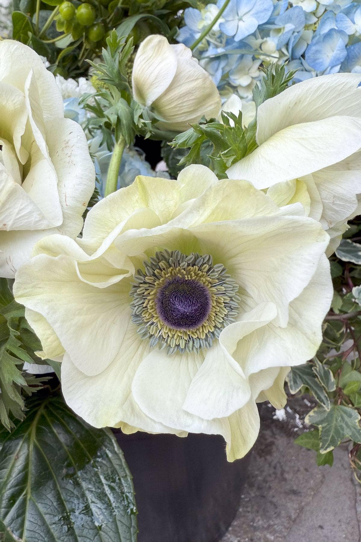 A close-up of a white anemone flower with a dark purple center, surrounded by green leaves. In the background, there are hints of blue hydrangeas and other foliage.