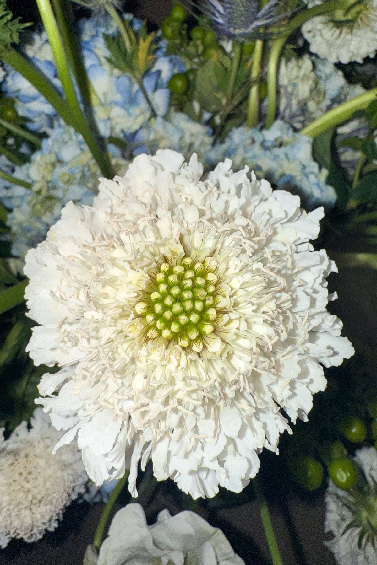 Close-up of a white scabiosa flower with a green center, surrounded by blurred petals and greenery.