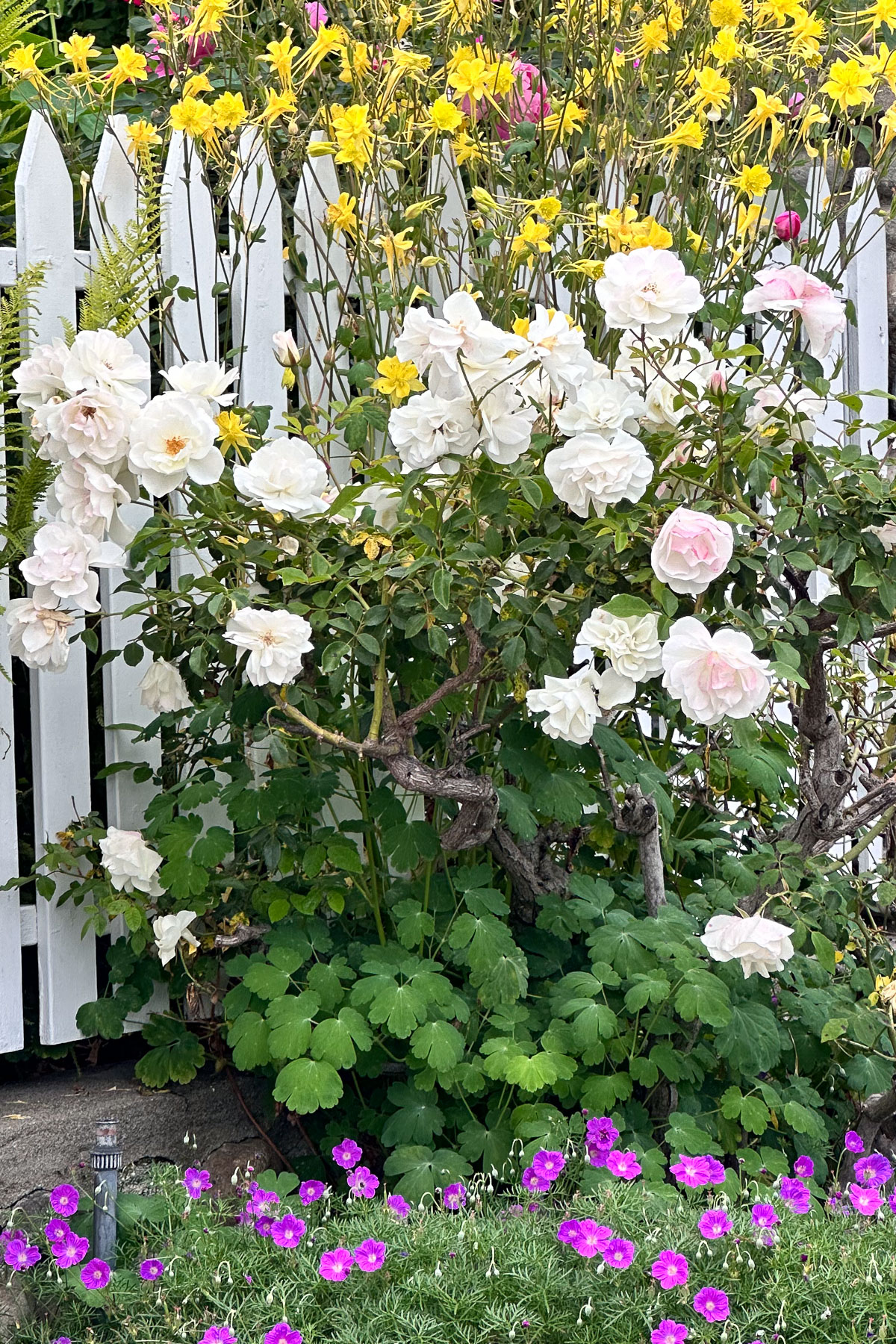 A garden scene with a white picket fence behind blooming flowers. White roses and yellow flowers dominate the view, with purple flowers and blue hydrangea centerpieces enhancing the foreground. Green leaves provide a lush backdrop.