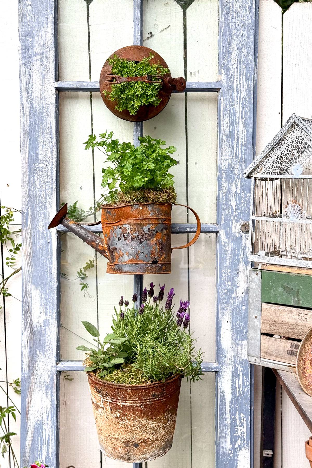 Three rustic planters—a round pot, a watering can, and a bucket—filled with green herbs and lavender, hang creatively on an old window frame against a white wooden fence. A birdhouse sits on the right.