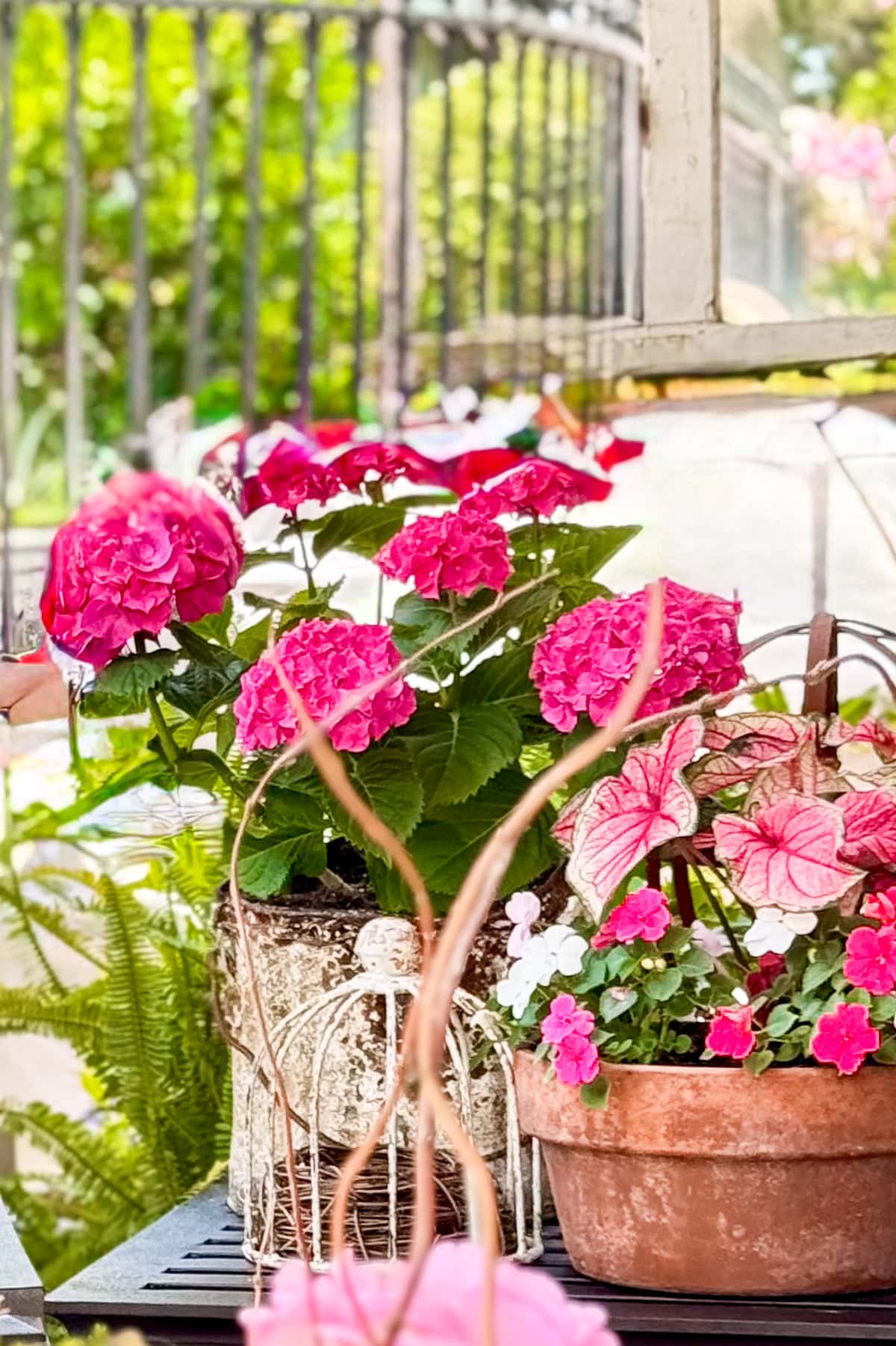 Potted pink hydrangeas and caladiums sit on a table outdoors near a metal railing, surrounded by greenery in a bright, sunlit garden.