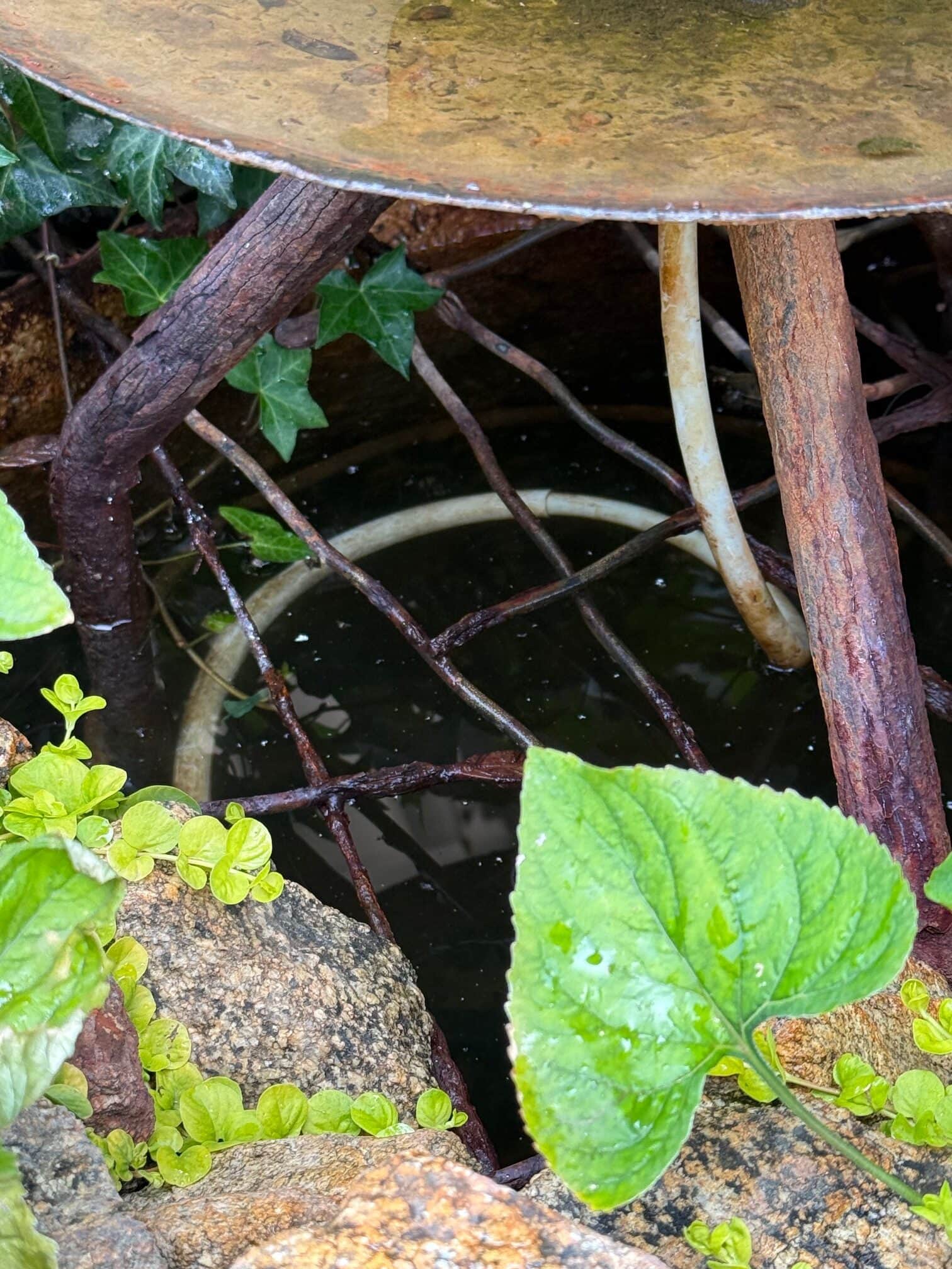 Close-up of a small pond with green leaves, rocks, twigs, and submerged white circular objects. The water reflects part of the surface above, and ivy is visible in the background.