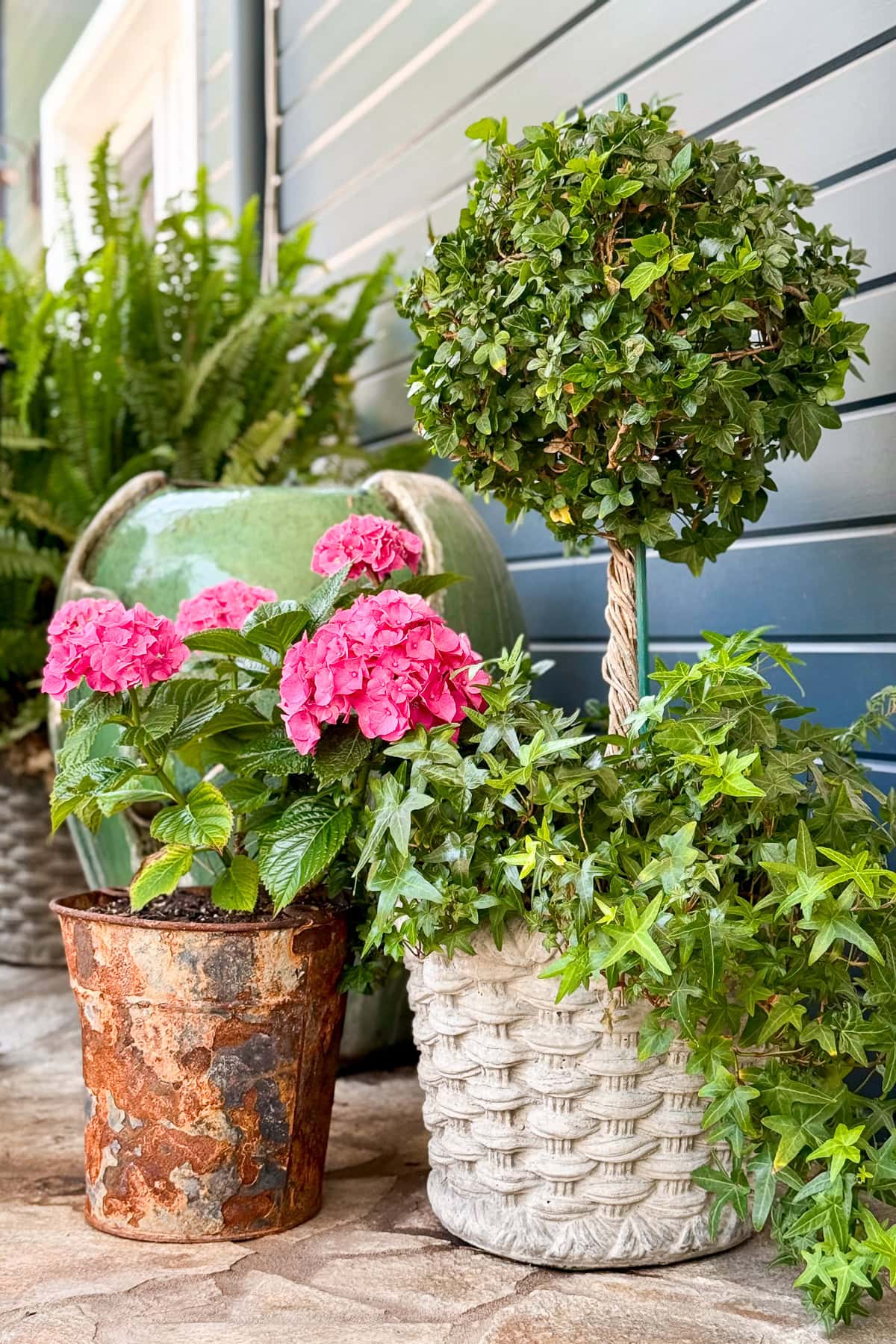 A potted pink hydrangea sits beside a topiary tree with ivy in a woven planter, next to a large green ceramic pot and ferns, set against a blue wooden wall.