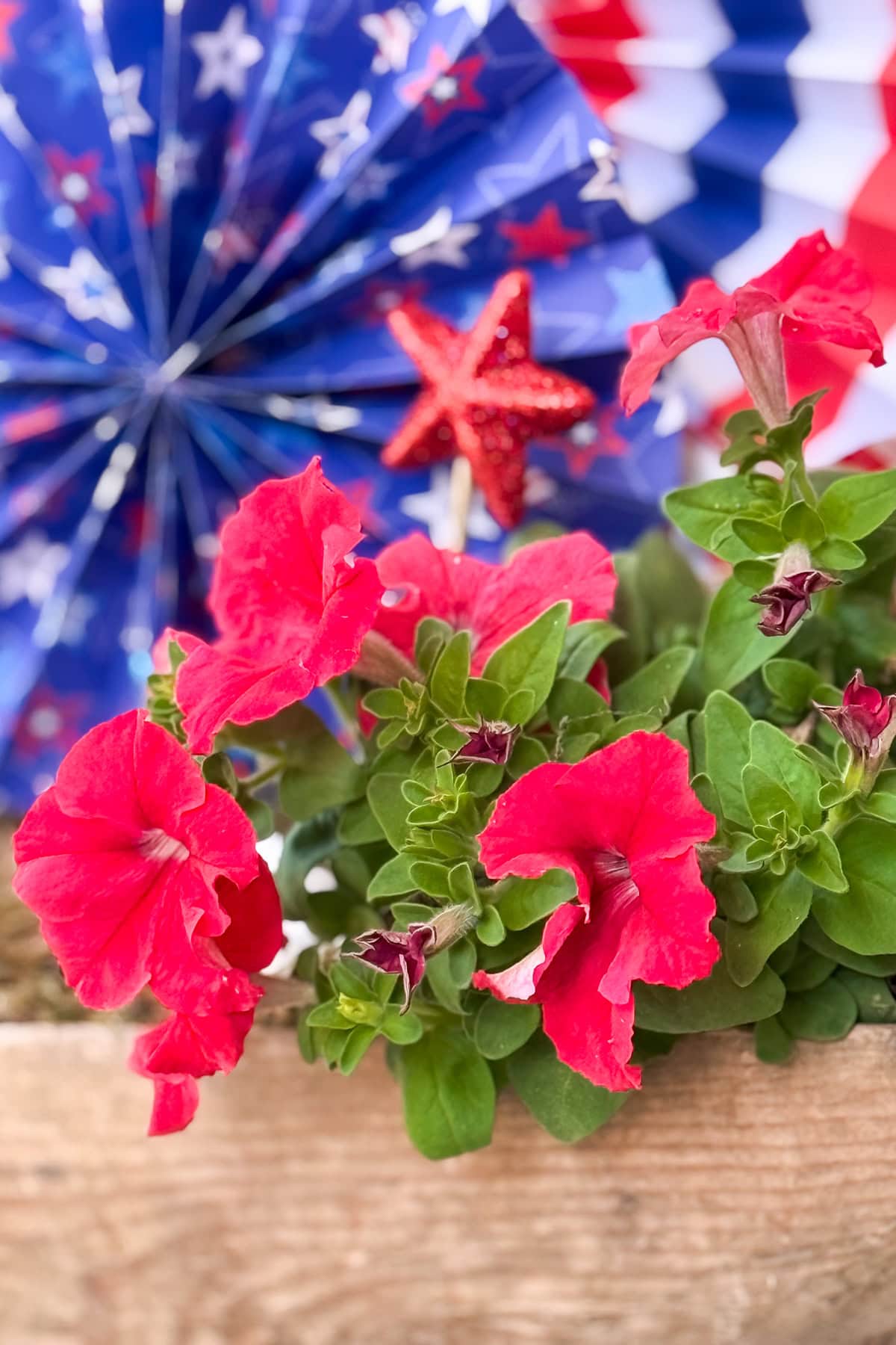 Bright red petunias in a wooden planter with a glittery red star decoration and patriotic blue, red, and white paper fans in the background.