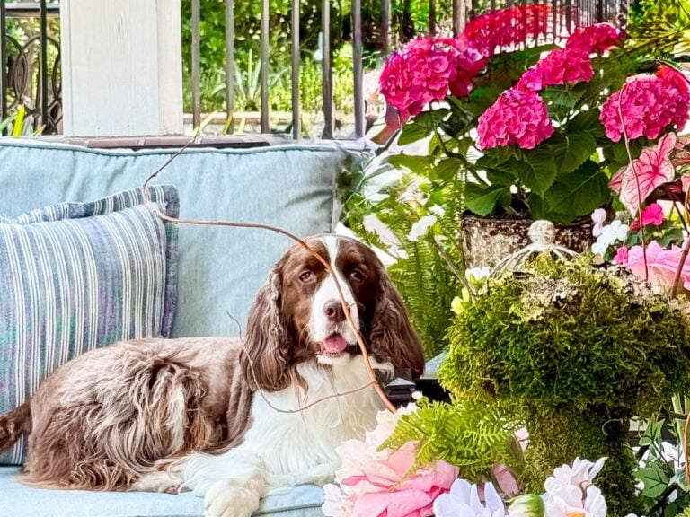 A brown and white dog lounges on a light blue outdoor sofa, surrounded by colorful flowers, greenery, striped pillows, and charming summer porch decorations. A thin branch partially covers its face as it looks toward the camera.