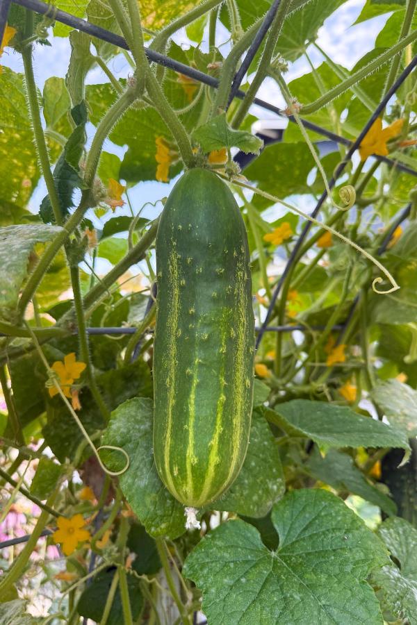 A close-up of a ripe cucumber hanging from a vine, surrounded by green leaves and small yellow flowers in a garden.