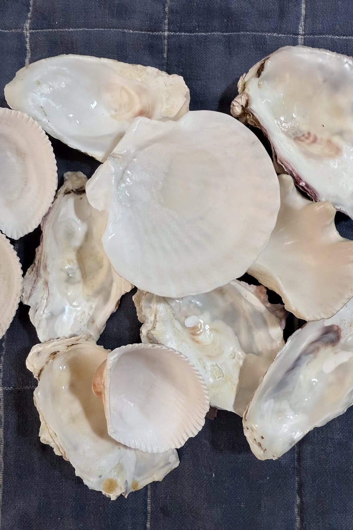A collection of various white and off-white seashells is arranged on a dark, checkered fabric background. The shells vary in size and shape, with smooth and ridged surfaces visible.