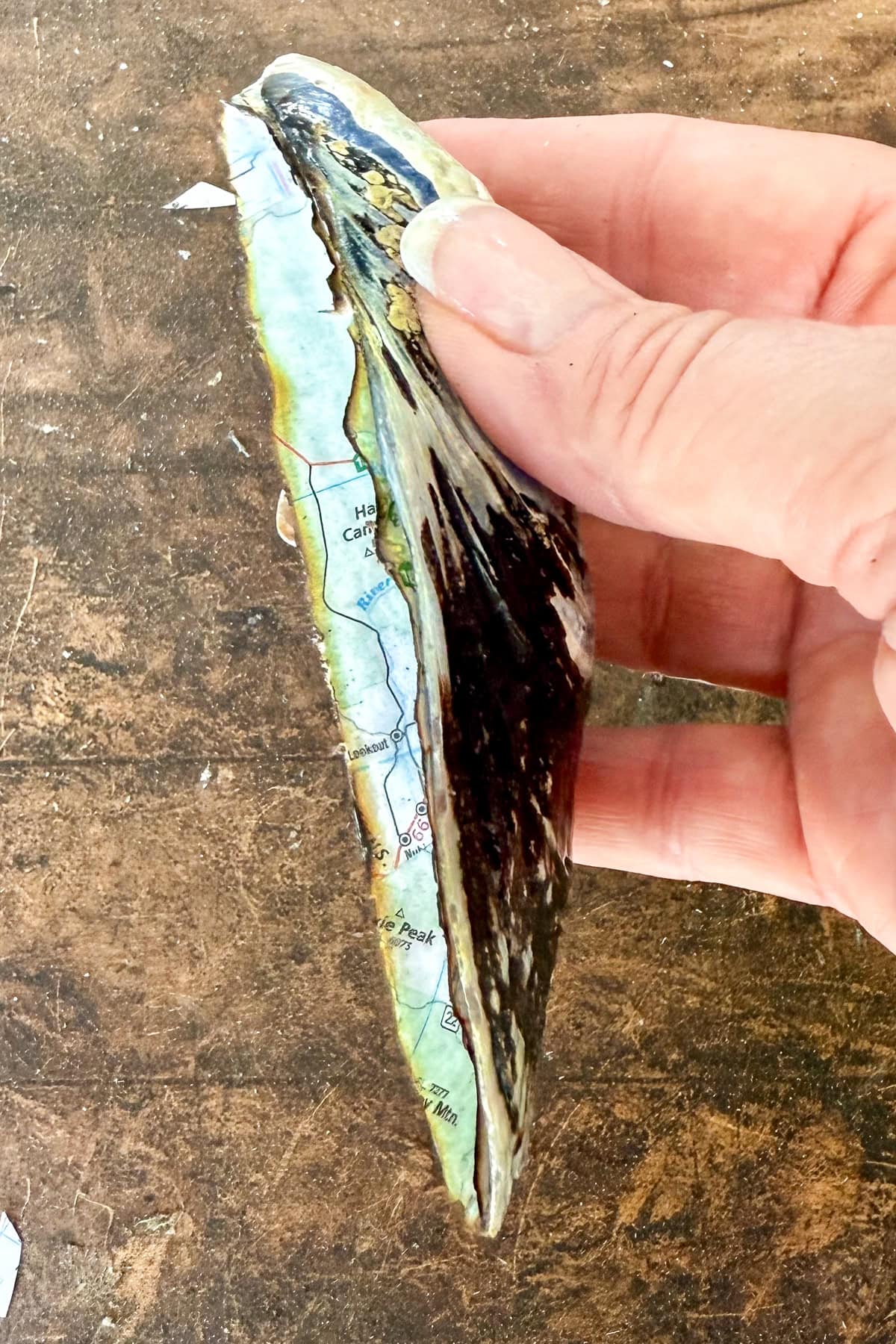 A hand holds a large, dark mussel or oyster shell with the inside surface decorated with a colorful map against a brown textured background.