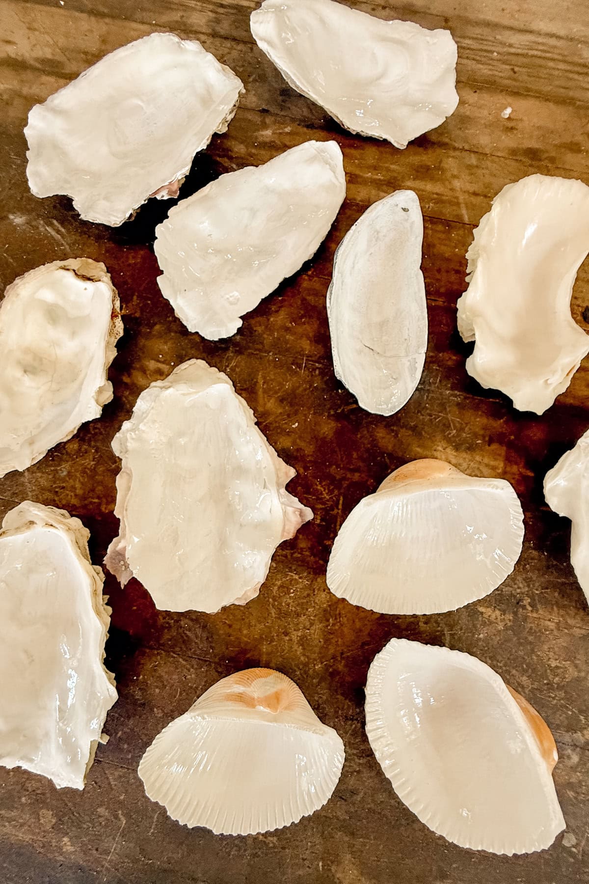 Several empty white oyster and clam shells are arranged on a wooden surface, with their smooth inner sides facing up and showing subtle pearly reflections.