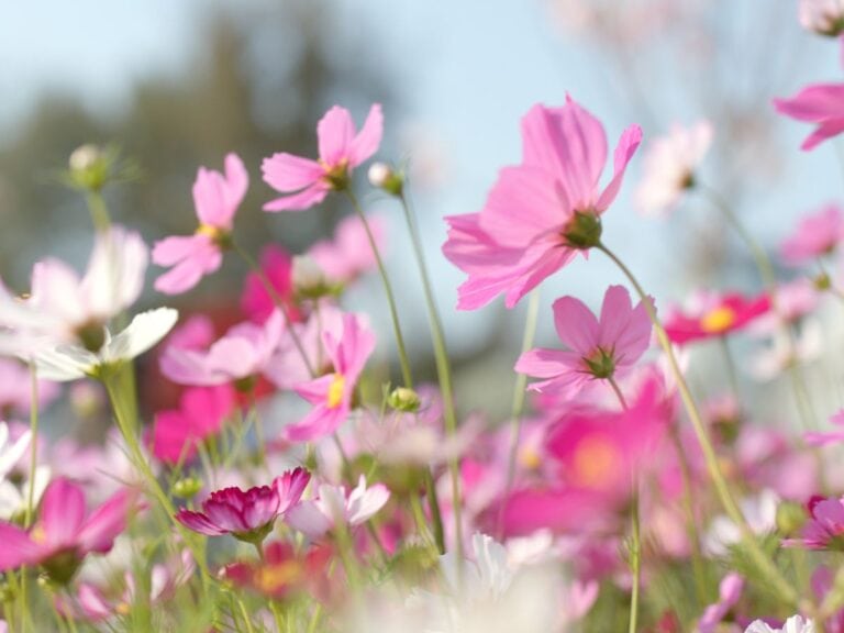 A field of blooming pink and white cosmos flowers, with delicate petals and green stems, basks in soft sunlight against a blurred backdrop—showcasing the beauty you can achieve when you learn how to plant cosmos seeds.
