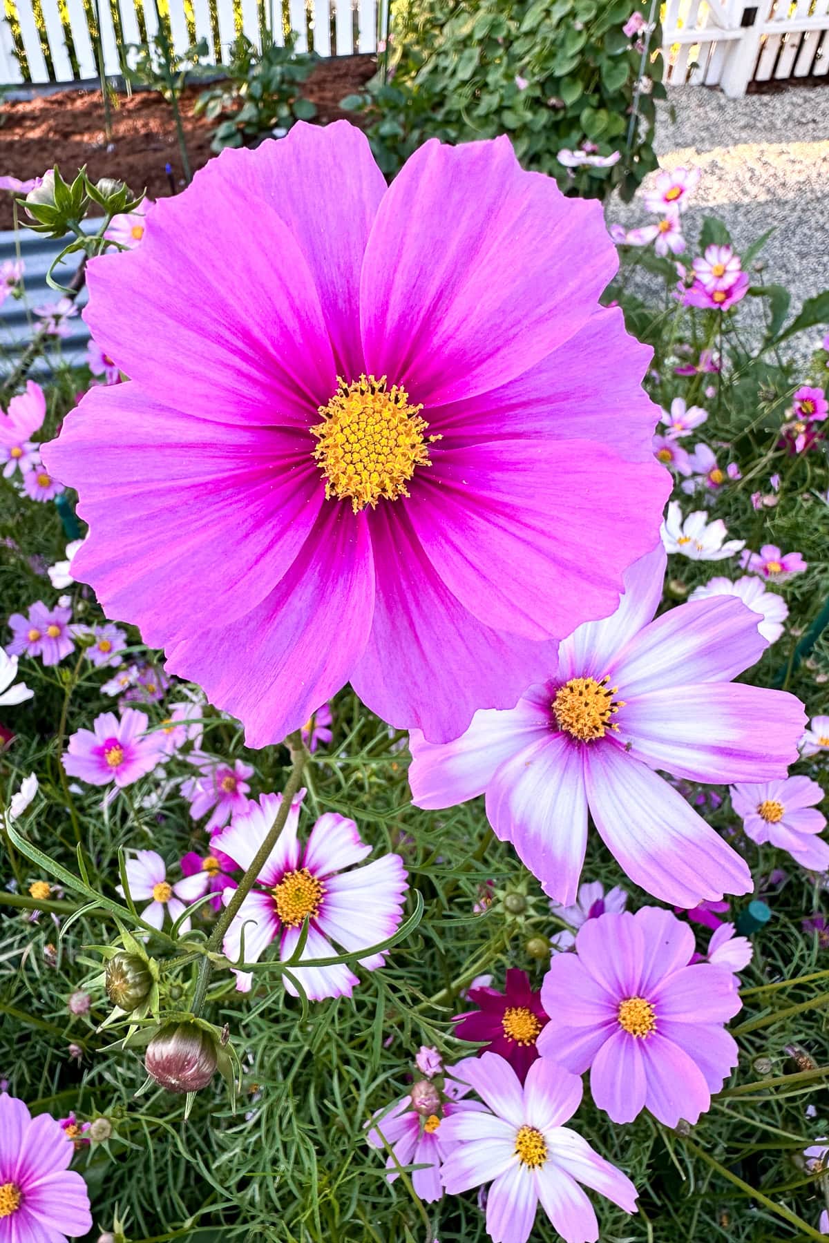 A close-up of vibrant pink and white cosmos flowers with yellow centers blooming in a garden, surrounded by green foliage and more cosmos flowers, with a white fence in the background.