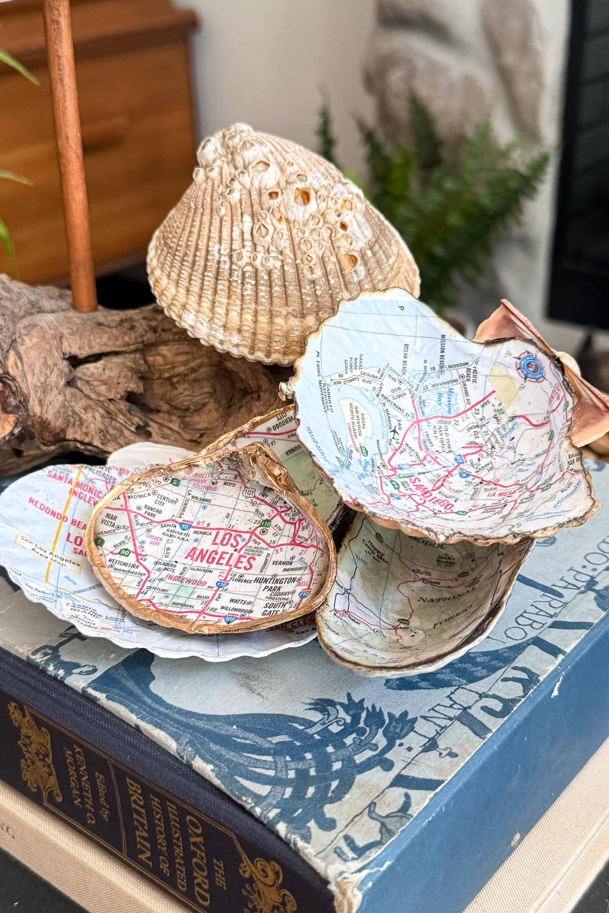 A group of seashells with maps, including a map of Los Angeles, decoupaged on their interiors, sit on top of a closed Oxford companion book with a plant in the blurred background.