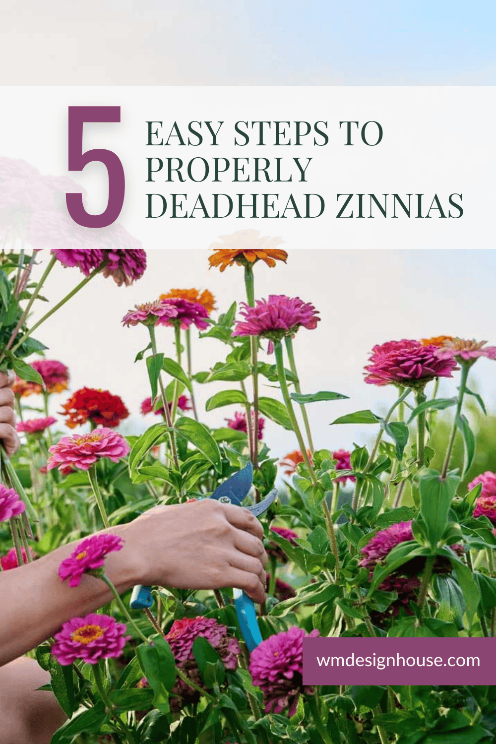 A person uses pruning shears to deadhead pink zinnias in a garden, demonstrating the simple process of deadheading zinnias for healthier blooms.