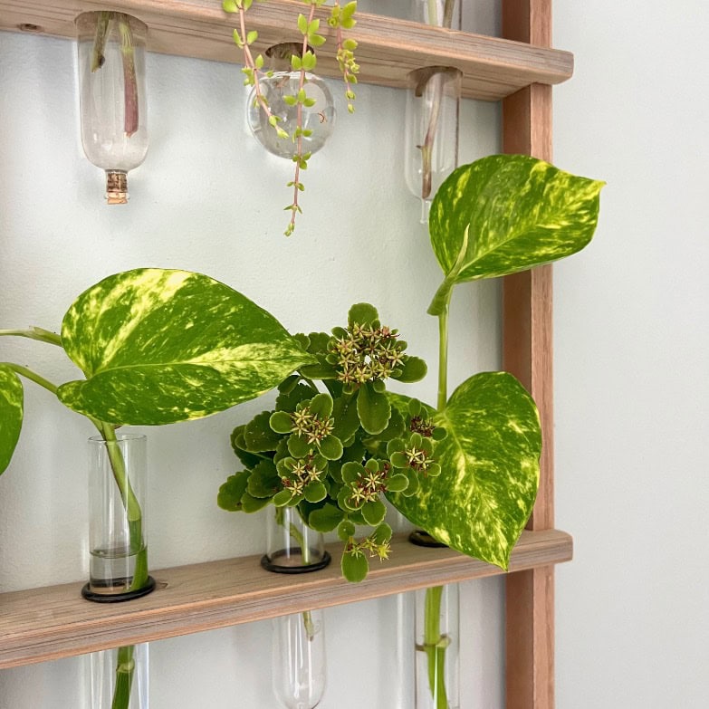 A close-up of green and yellow variegated pothos leaves and small green succulent flowers displayed in glass test tubes on wooden shelves against a light-colored wall.