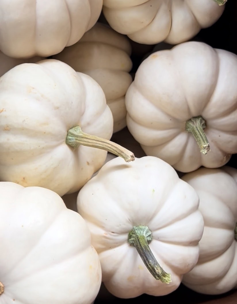 A close-up view of several small white pumpkins with light green stems, arranged closely together as part of a DIY fall centerpiece with a thrifted container.