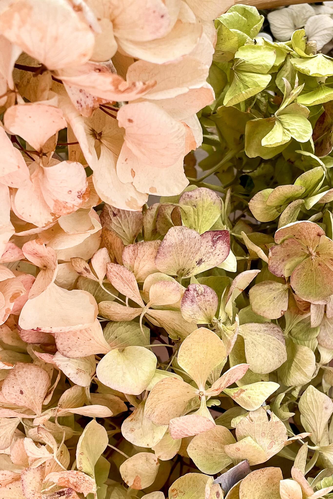 A close-up of dried hydrangea flowers in soft pastel shades of cream, pale pink, and light green, showing delicate petals and natural texture—perfect for a DIY fall centerpiece with a thrifted container.