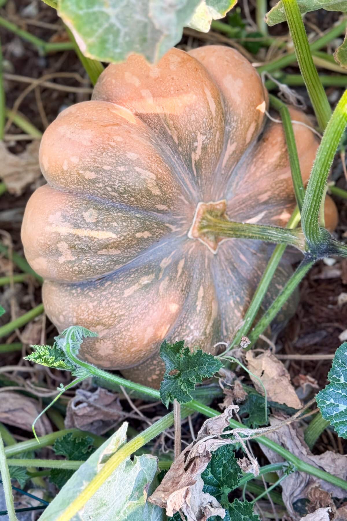 A large, ribbed, light orange pumpkin sits on the ground among green vines and leaves, some dry and brown—perfect inspiration for seasonal pumpkin crafts. The pumpkin is partially shaded by foliage.