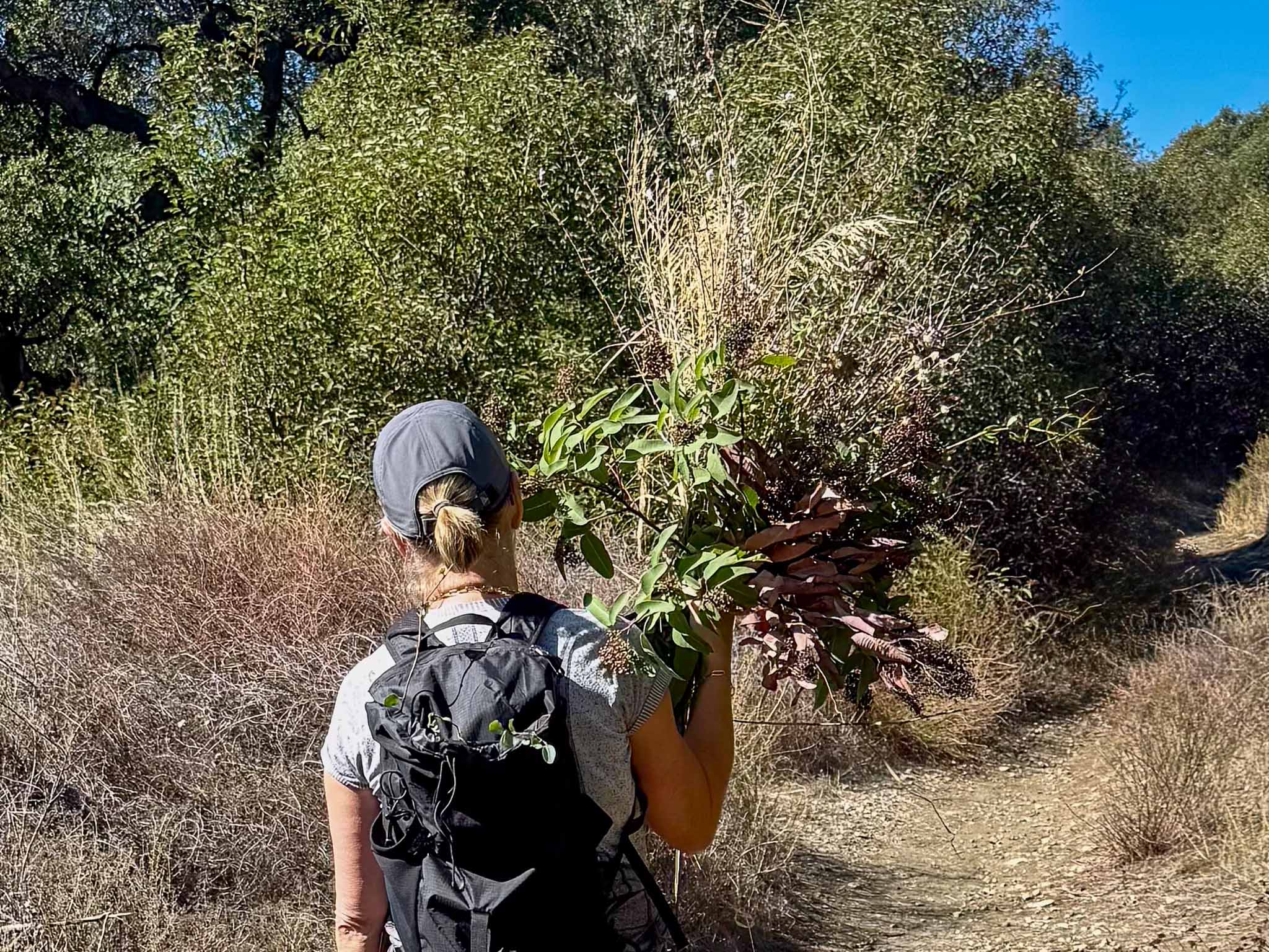 A person with a backpack and cap walks along a dirt trail through dry, bushy vegetation, holding a large bundle of green and brown branches—perhaps gathering materials for a dried flower pumpkin centerpiece. The scene is sunny and outdoors.