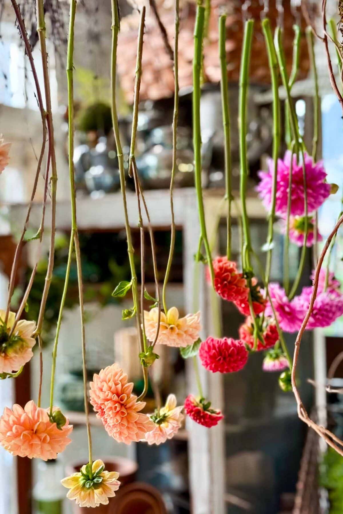 Several peach, red, and pink flowers hang upside down by their stems from above, evoking the vibrant charm of a Dried Flower Pumpkin Centerpiece against a blurred indoor background.