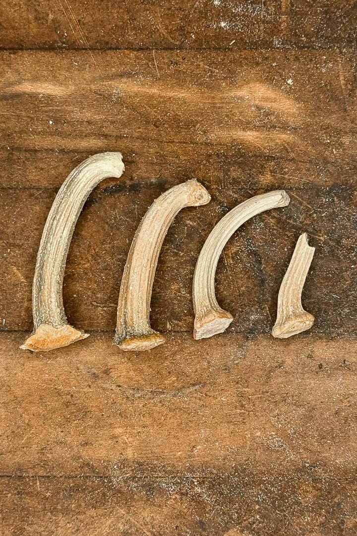 Four dried, curved seed pods of varying sizes are arranged in a row on a wooden surface. The pods have textured, ridged surfaces and are light brown in color.