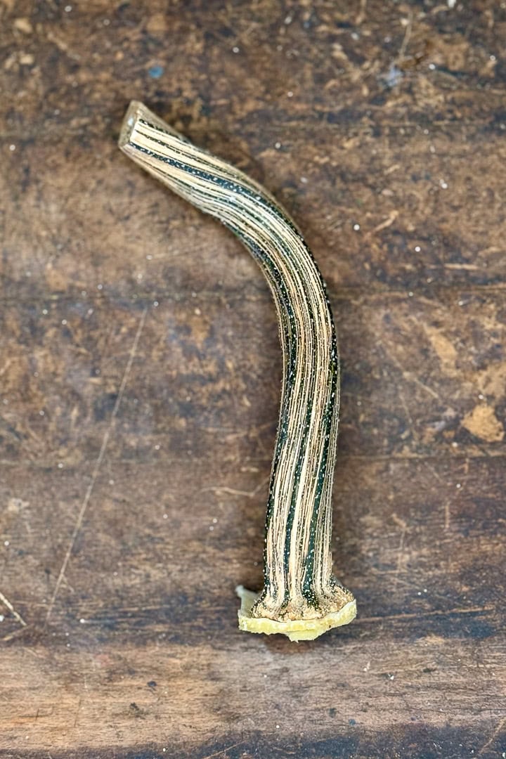 A single, curved, dried zucchini stem with ridged, striped texture lies on a worn wooden surface.