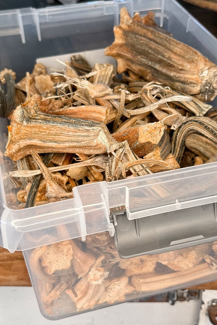 A clear plastic container filled with dried pumpkin stems.