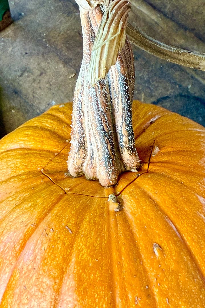 Close-up of a pumpkin showing its orange skin and rough, textured stem, with the surrounding surface in soft focus.