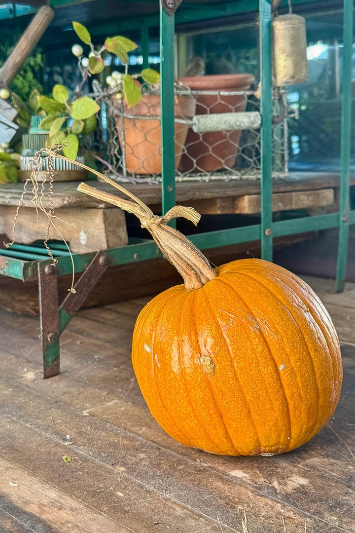A bright orange pumpkin with a long stem and some roots attached sits on a wooden surface in front of green metal shelves holding pots and plants.