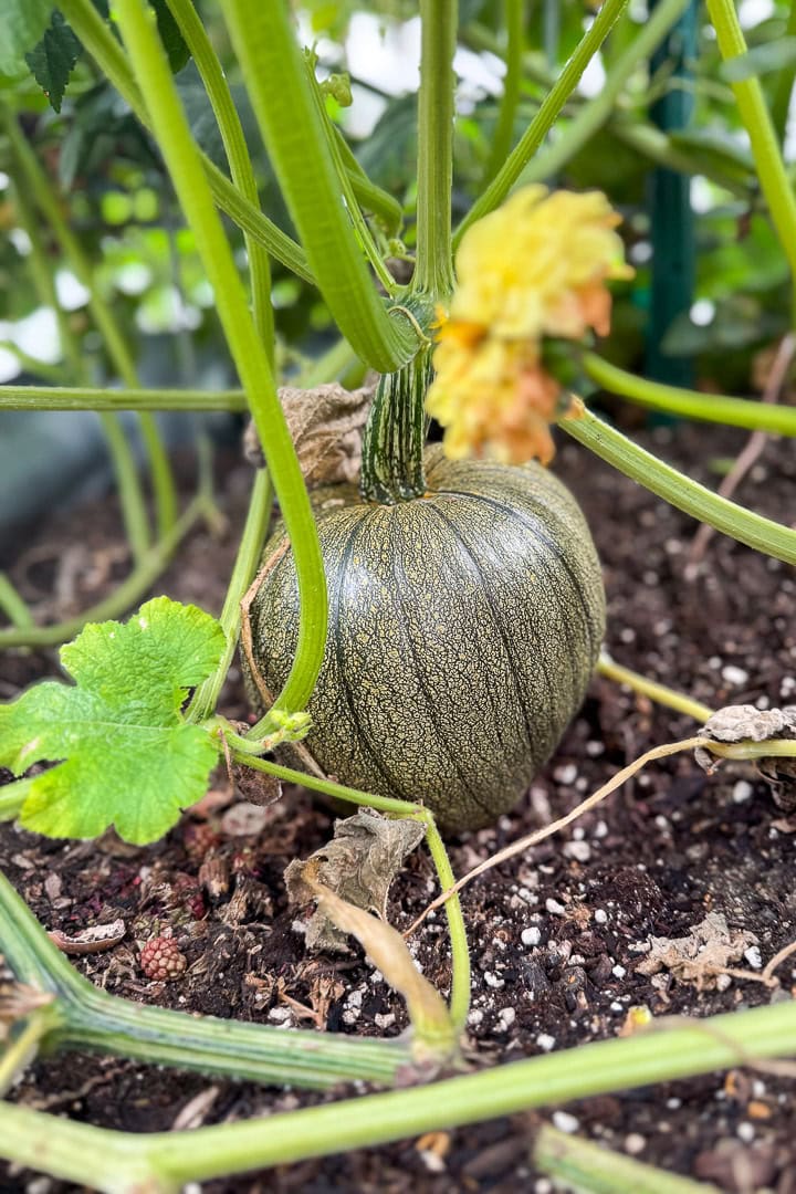 A small, green pumpkin with light speckles grows on a vine in garden soil, surrounded by green leaves and yellow flowers.