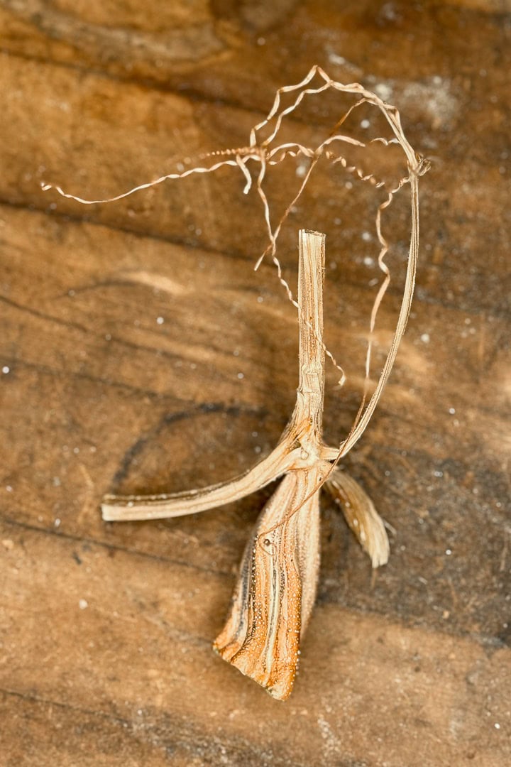 A close-up of a dried plant stem with twisted tendrils, lying on a weathered brown wooden surface. The stem has a textured, striped appearance and curves gently upward.