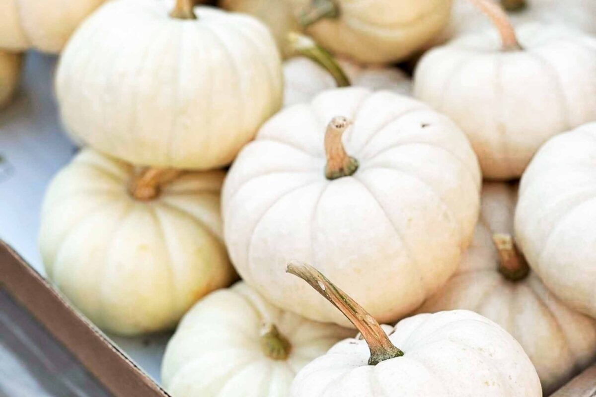A pile of small, white pumpkins with tan stems is stacked in a cardboard box. The pumpkins are closely packed together, showcasing their smooth, pale skin and round shape.