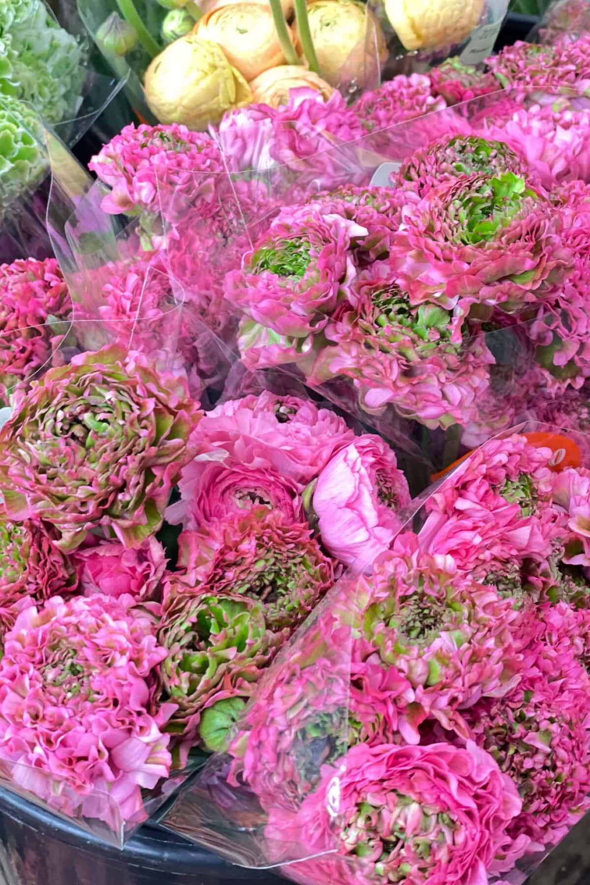 Close-up of several bunches of vibrant pink ranunculus flowers with green centers, wrapped in clear plastic and displayed for sale at a market.