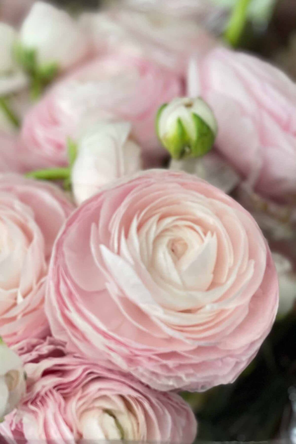 Close-up of pale pink ranunculus flowers in bloom, with layers of delicate, ruffled petals and some green buds in the background.