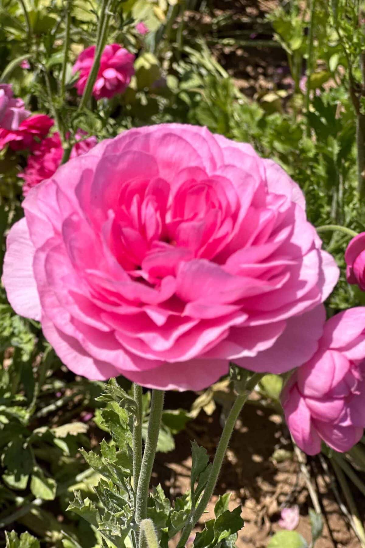 A vibrant pink ranunculus flower in full bloom, with layered petals and green leaves, stands out against a blurred background of more pink flowers and greenery.