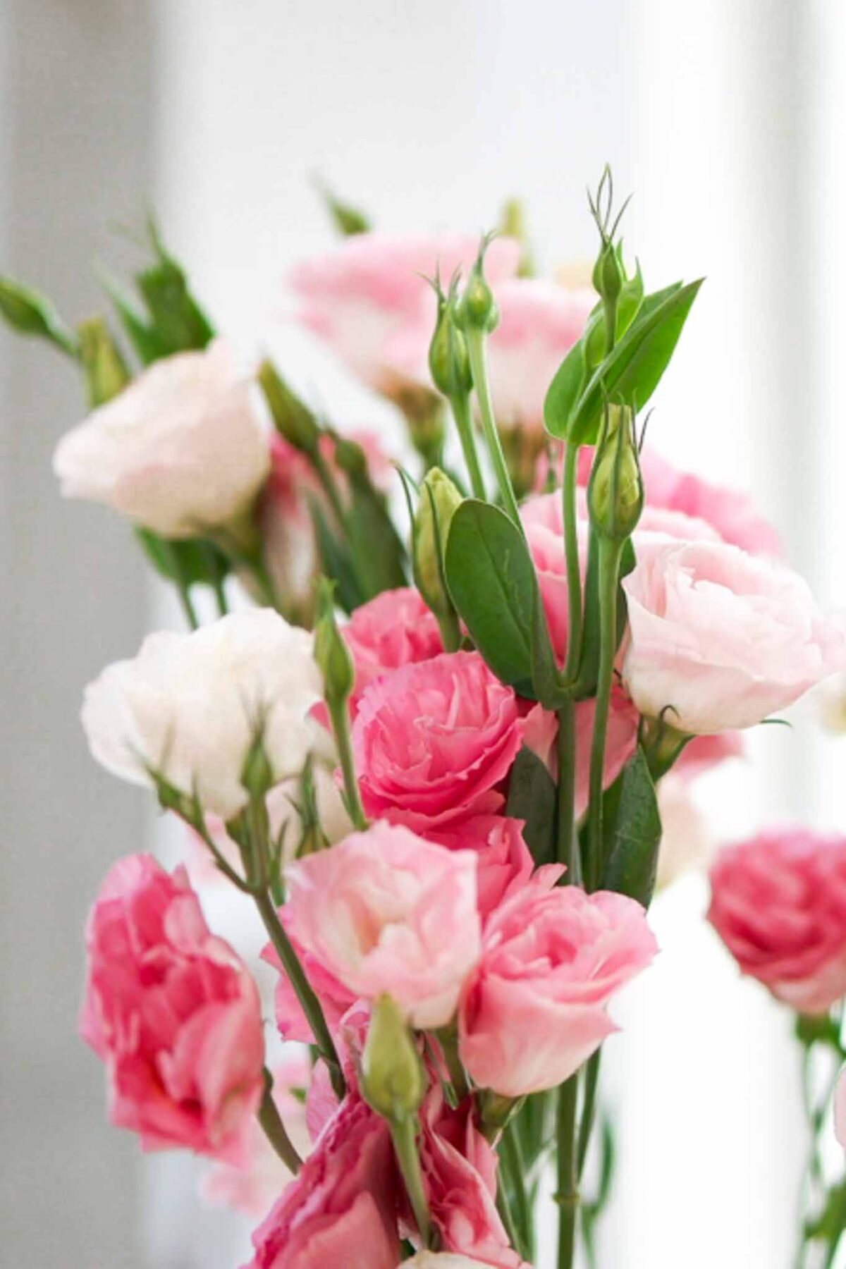 A close-up of pink and white lisianthus flowers with green stems and buds, softly focused against a bright, light background.