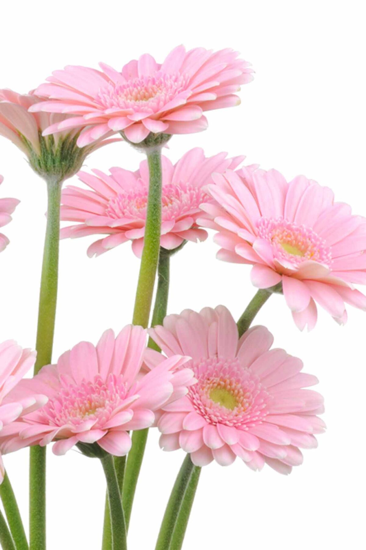 Several pink gerbera daisies with green stems are clustered together against a white background.