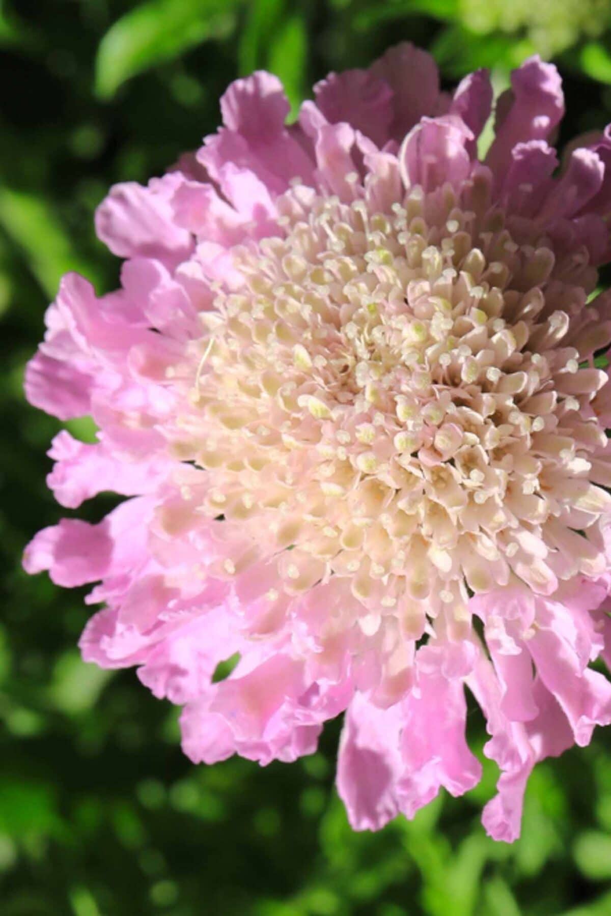 Close-up of a blooming flower with ruffled, light pink petals and a creamy white center, set against a background of blurred green foliage.